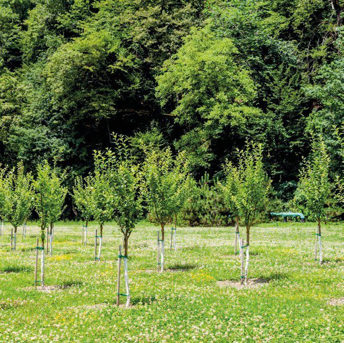 Plantations & Végétalisation